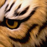 tigerCN_8862