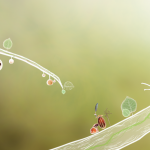 botanicula2 botanicula2